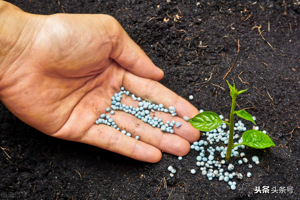 化肥科普视频,农业复合肥和绿化复合肥的区别