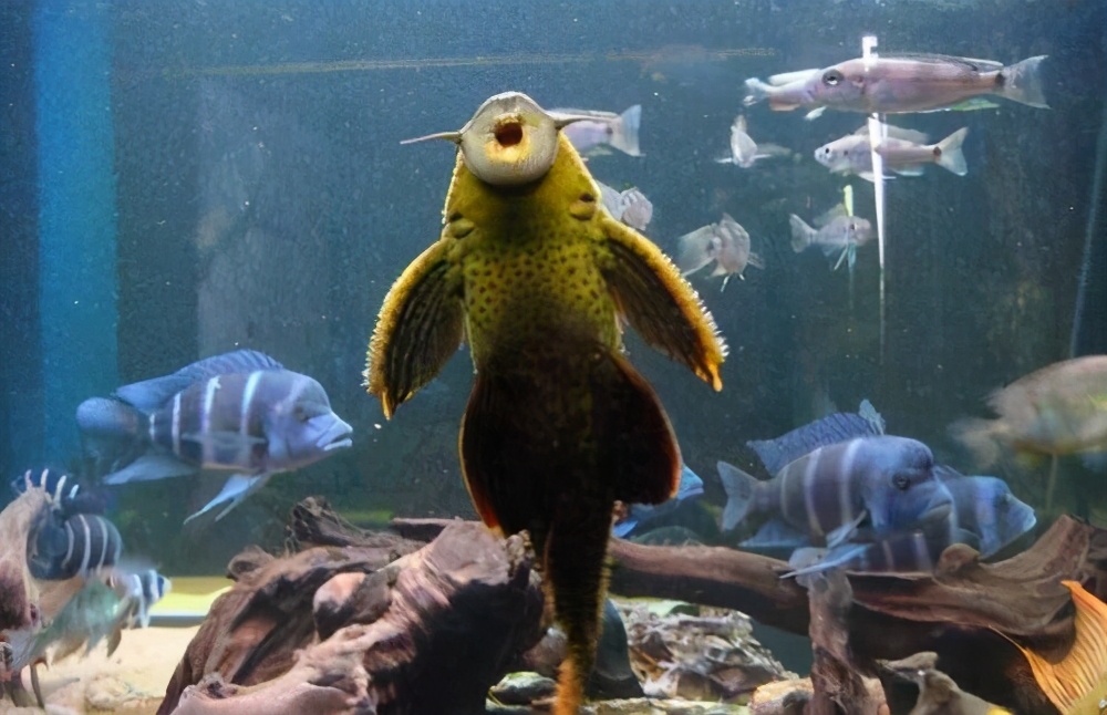 清道夫晒干遇水复活真的假的,清道夫到底是怎么入侵的