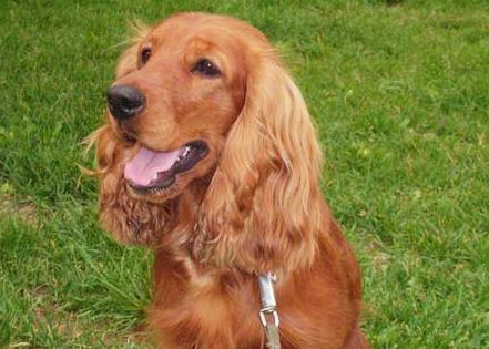 看起来很凶但很认主的狗狗,看起来像好人的狗狗