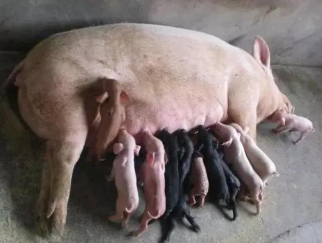 母猪刚下崽了没有奶水用什么方法,母猪产仔前喂什么才有母猪奶水