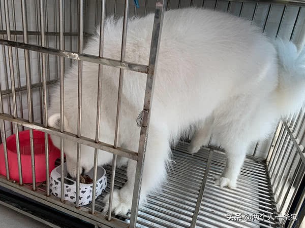 萨摩耶挑食妈妈做狗粮,如何改善萨摩耶挑食