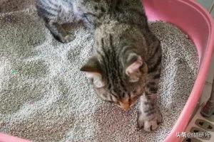 猫咪自发性膀胱炎可以吃止疼药么,猫咪急性膀胱炎可以吃什么药