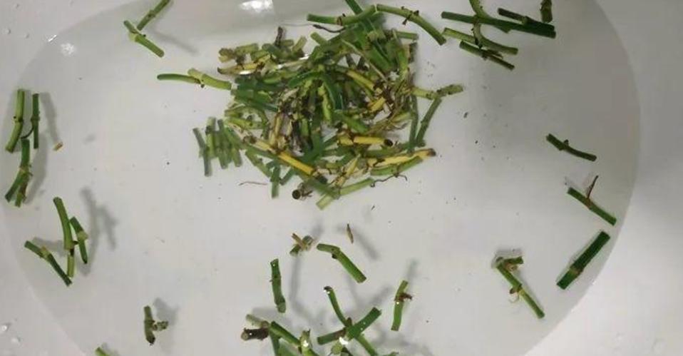 缁胯悵鏋濆彾鏀炬按閲屽涔呰兘鐢熸牴,缁胯悵鏋濆彾鏀惧湪姘撮噷澶氫箙鐢熸牴