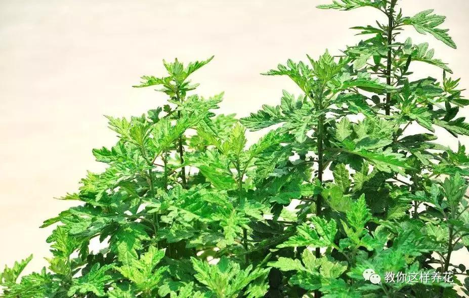 室内养什么花去味,什么花能净化空气除异味