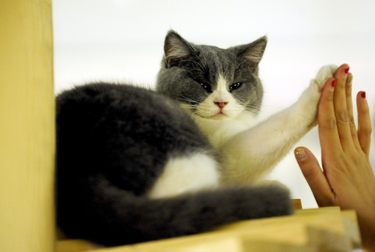 猫咪发腮增肥罐头,猫咪增肥发腮粉怎么用