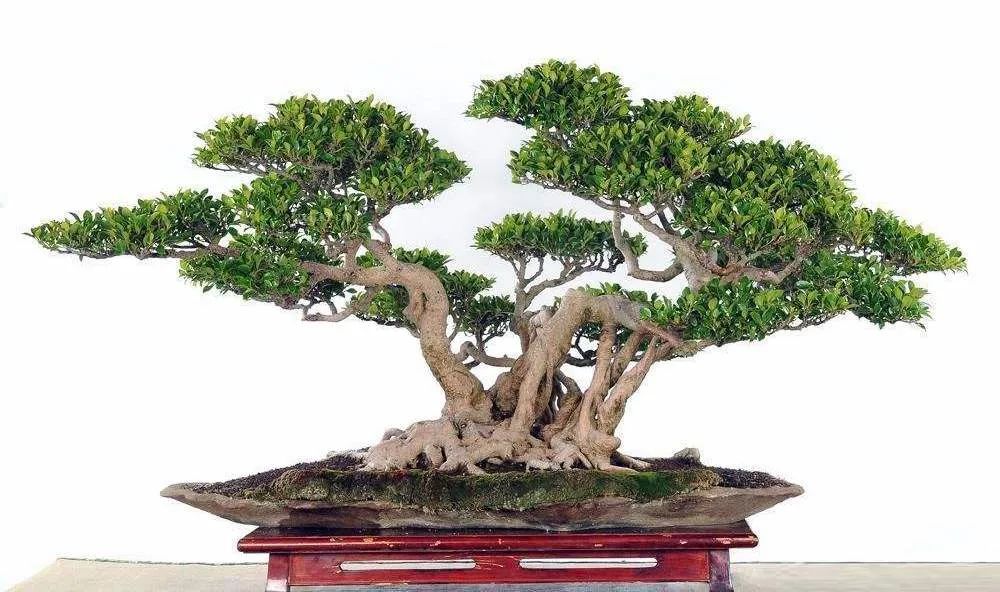 如何养好榕树盆景,榕树盆景怎样造型图解简单又漂亮