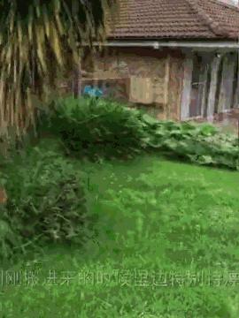 中国丈母娘把女婿花园改造成菜园,中国丈母娘改花园