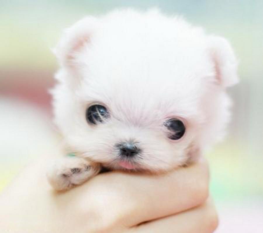 畸形的爱和畸形的恨,畸形的爱真的可怕吗