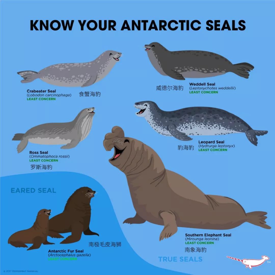 南极的神奇动物企鹅,南极生物图鉴