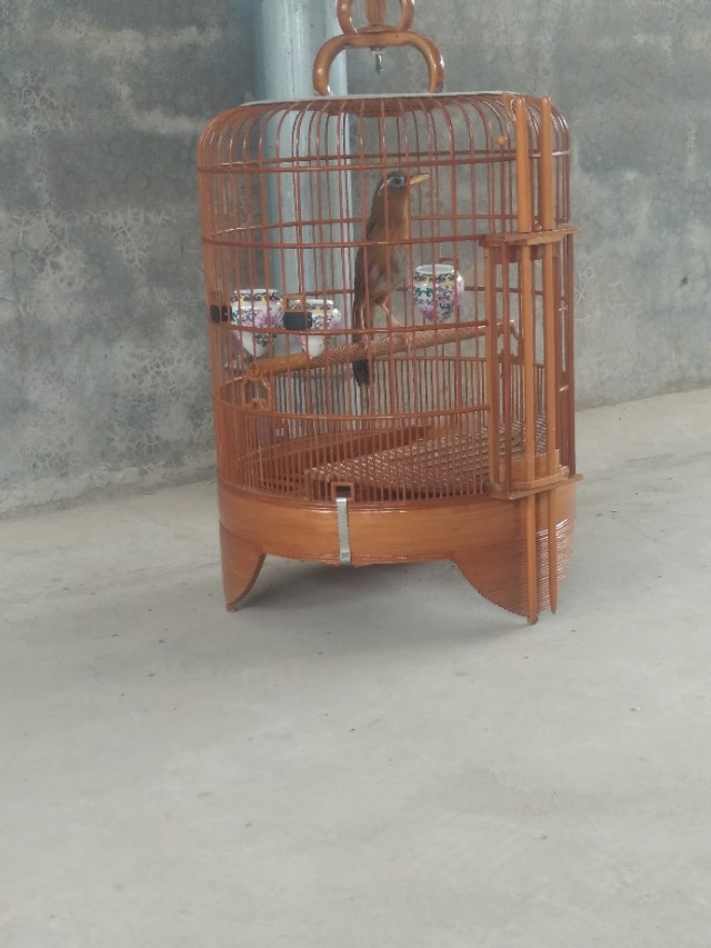 画眉鸟打架受伤怎么办,画眉鸟打斗受伤怎么处理