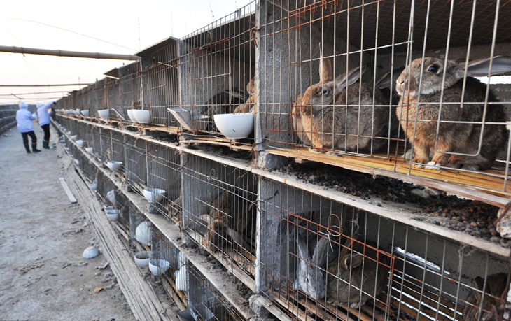 养兔的防疫和管理,养兔防疫主要用什么药