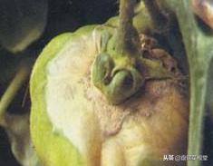 番茄灰霉病控制住,灰霉病番茄能吃吗