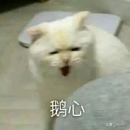 猫咪嘴里吐出半只蟑螂，我该怎么给它消毒，在线等！