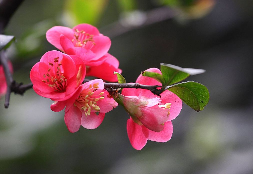 海棠花发黄是什么原因,海棠花叶片发黄是怎么回事