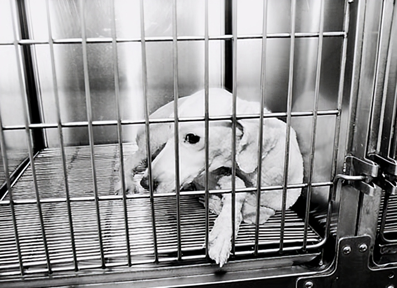 残忍的香烟实验：将小狗囚禁后割开喉咙，每天强喂100支香烟