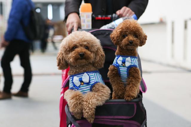 当前最受欢迎的5种狗,10种最受欢迎的狗