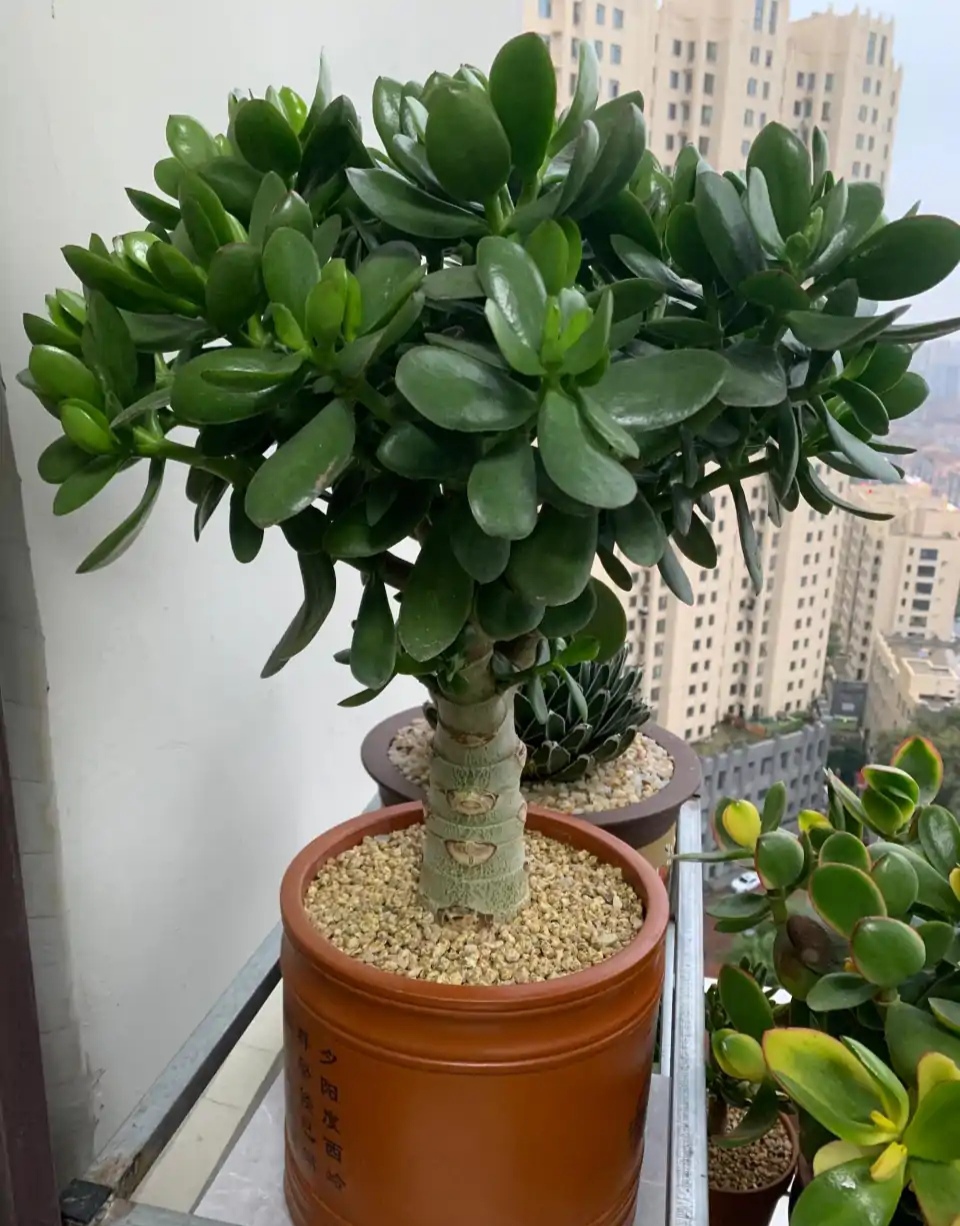 好养的盆栽花卉排名前十,盆栽花比较好养的有哪些