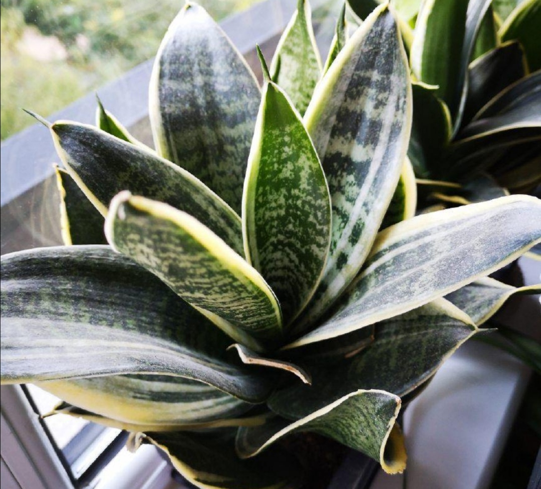 适合室内懒人养的绿色植物独特,有哪些绿色观叶植物不怕冷