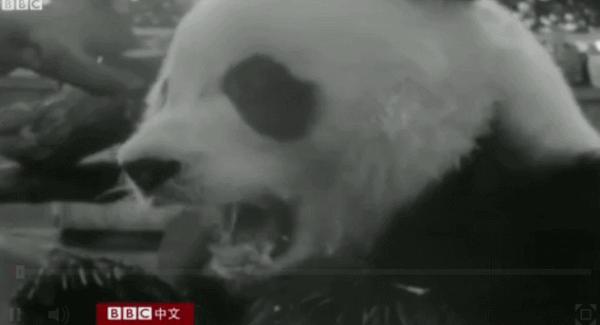 熊猫贝贝回国后的生活,和平大使熊猫