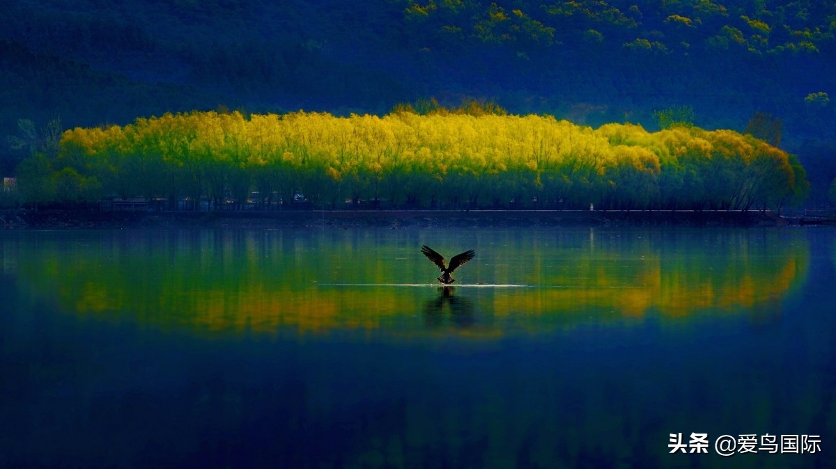 观鸟大年影片,观鸟大年在线观看