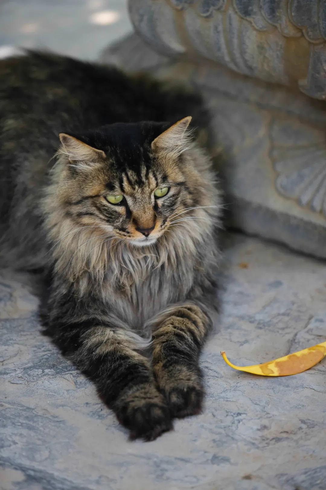 马霸霸|风度翩翩花荣荣
