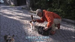 大家都在争抢猫爪杯？吸猫的最高境界，带着摄影机“猫步走天下”