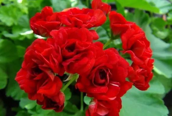 10种天竺葵,天竺葵100种图片大全