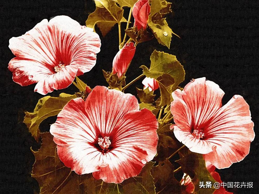 花卉直销开“外挂”——“淘分销”上线啦