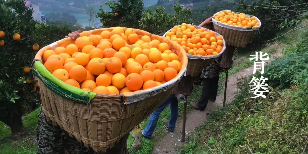 秭归夏橙和伦晚橙的区别,秭归伦晚帝王橙