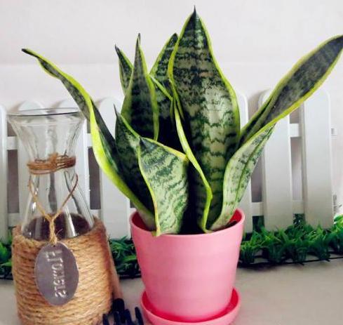 虎皮兰就要这么养叶片饱满又光泽,养好虎皮兰