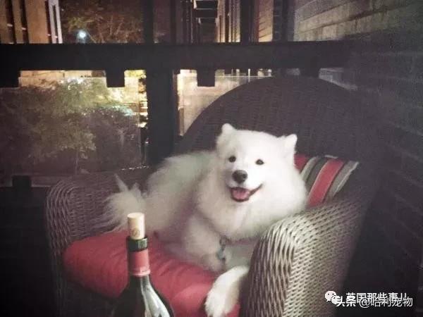 要狗看门？千万别选萨摩耶！这货除了笑不会干别的了