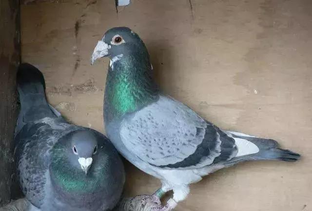 幼鸽出壳到下窝需要做什么,雏鸽出壳后的管理方法