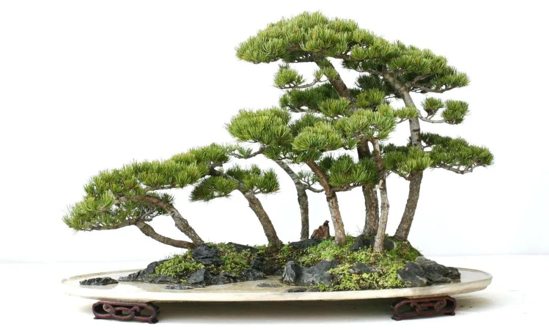 盆景素材十大排名 (什么盆景素材最好)