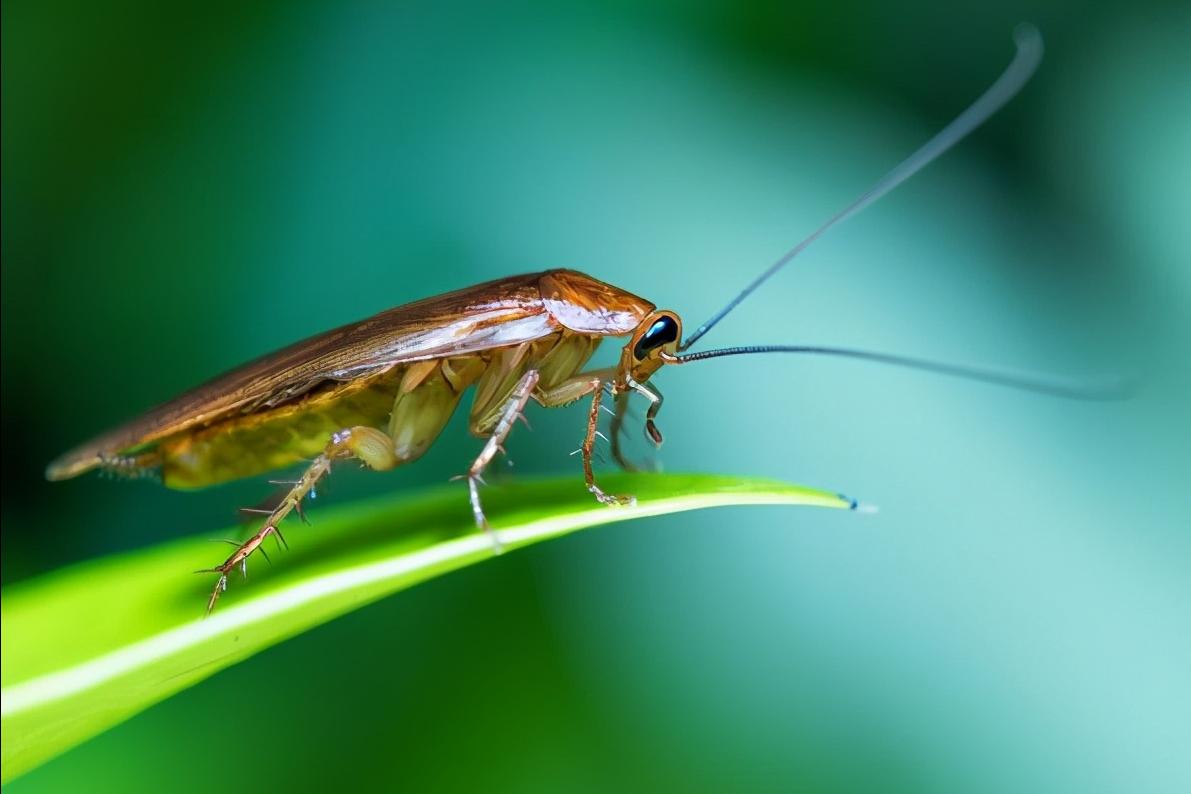 男子辞职养3亿只蟑螂,大叔投资千万元养蟑螂