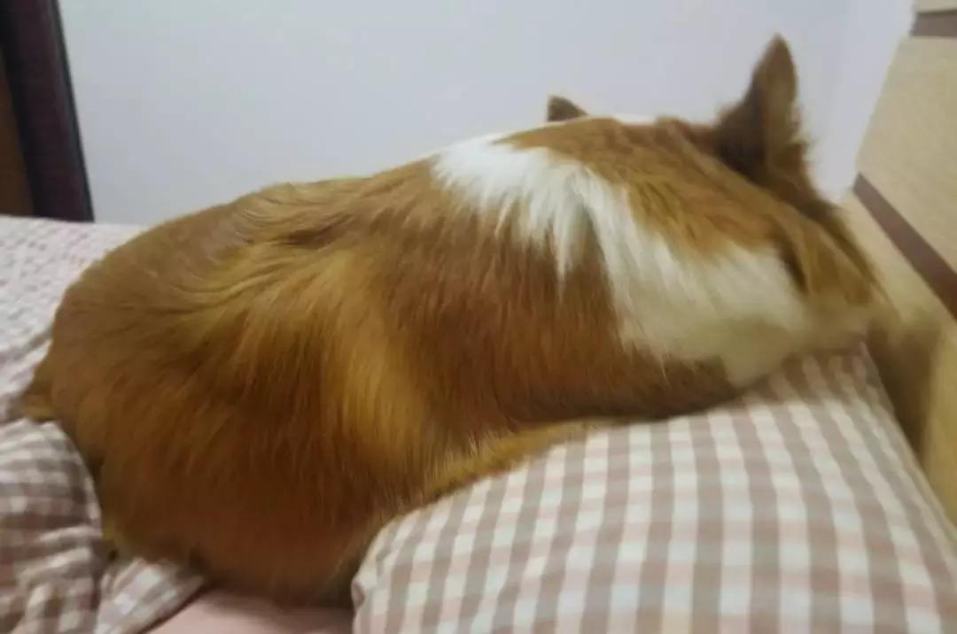 狗狗这么可爱，怎么舍得和它吵架呢？除非忍不住