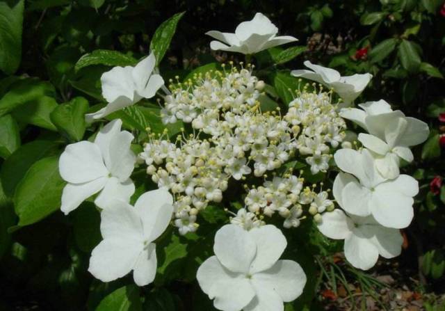 培育蝴蝶小苗的方法,蝴蝶花怎么养的视频教程全集