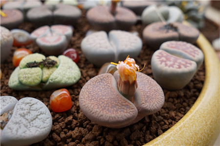 若绿多肉养殖方法和注意事项,多肉静夜养殖方法和注意事项