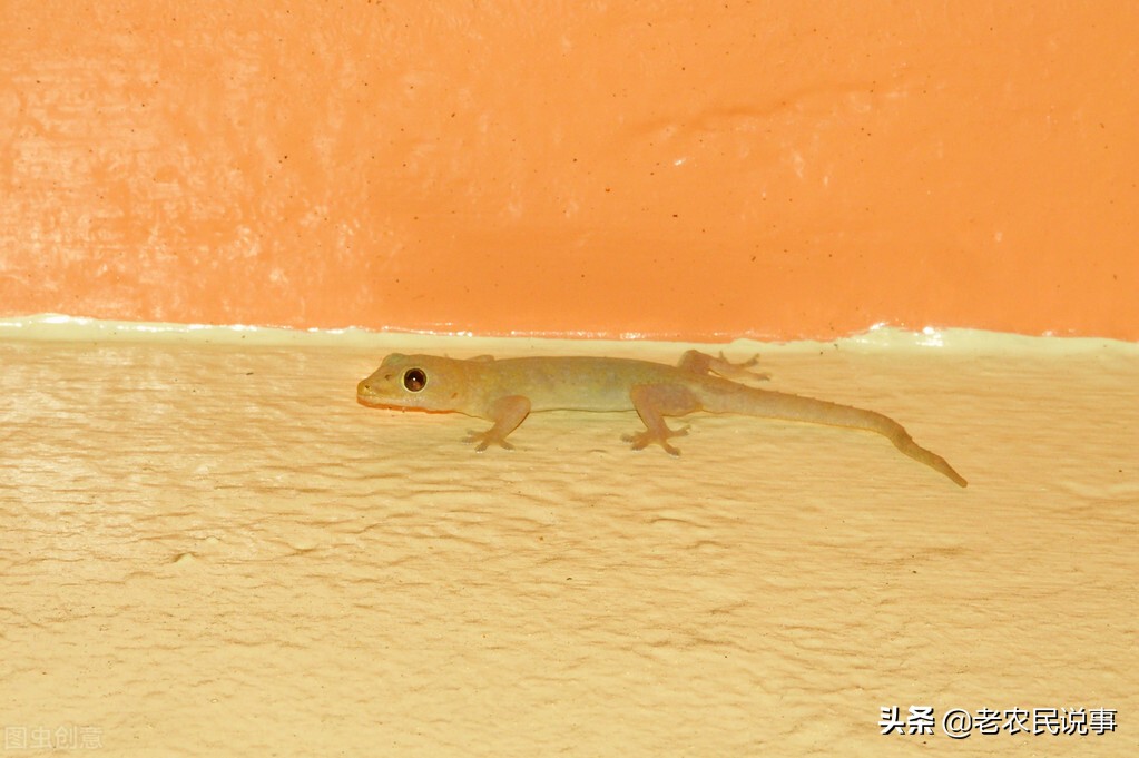 壁虎能进门缝吗,农村家里有壁虎是屋里潮吗