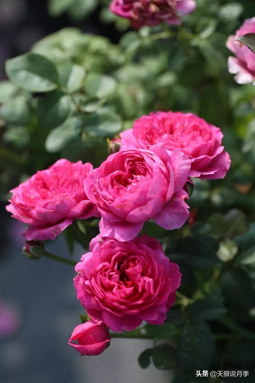 又一个十年,国产自育品种