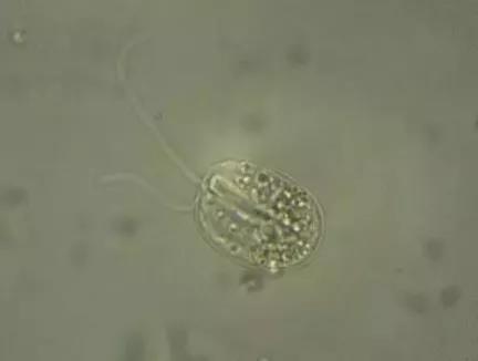 污泥镜检操作方法,污泥检测项目及标准有哪些呢