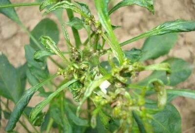 辣椒苗叶向下卷叶后干枯怎么回事,怎么治辣椒卷叶