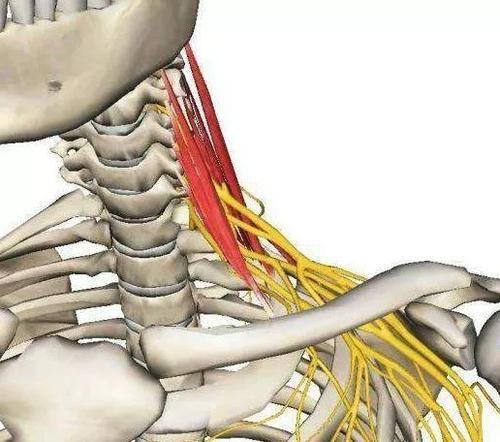 肌肉紧张？手臂发麻？你需要这套简单实用的瑜伽理疗方案