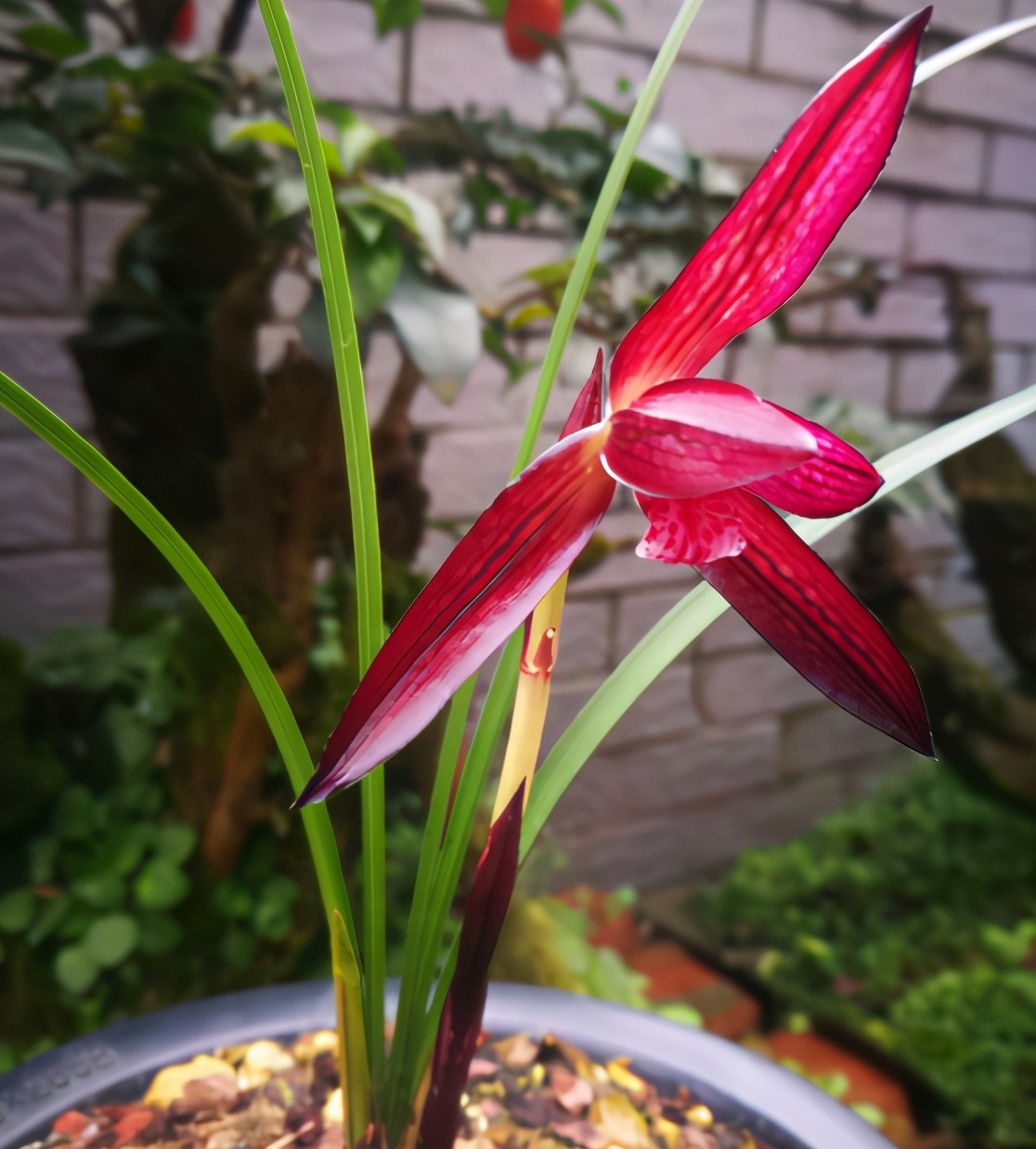 春兰几十元一苗的兰花,最香红花迷你春兰有哪些名品