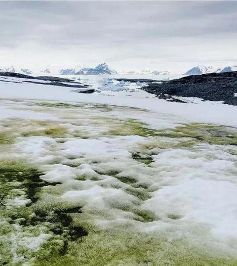 南极冰川的现状最新,科学家发现珠穆朗玛峰变绿了
