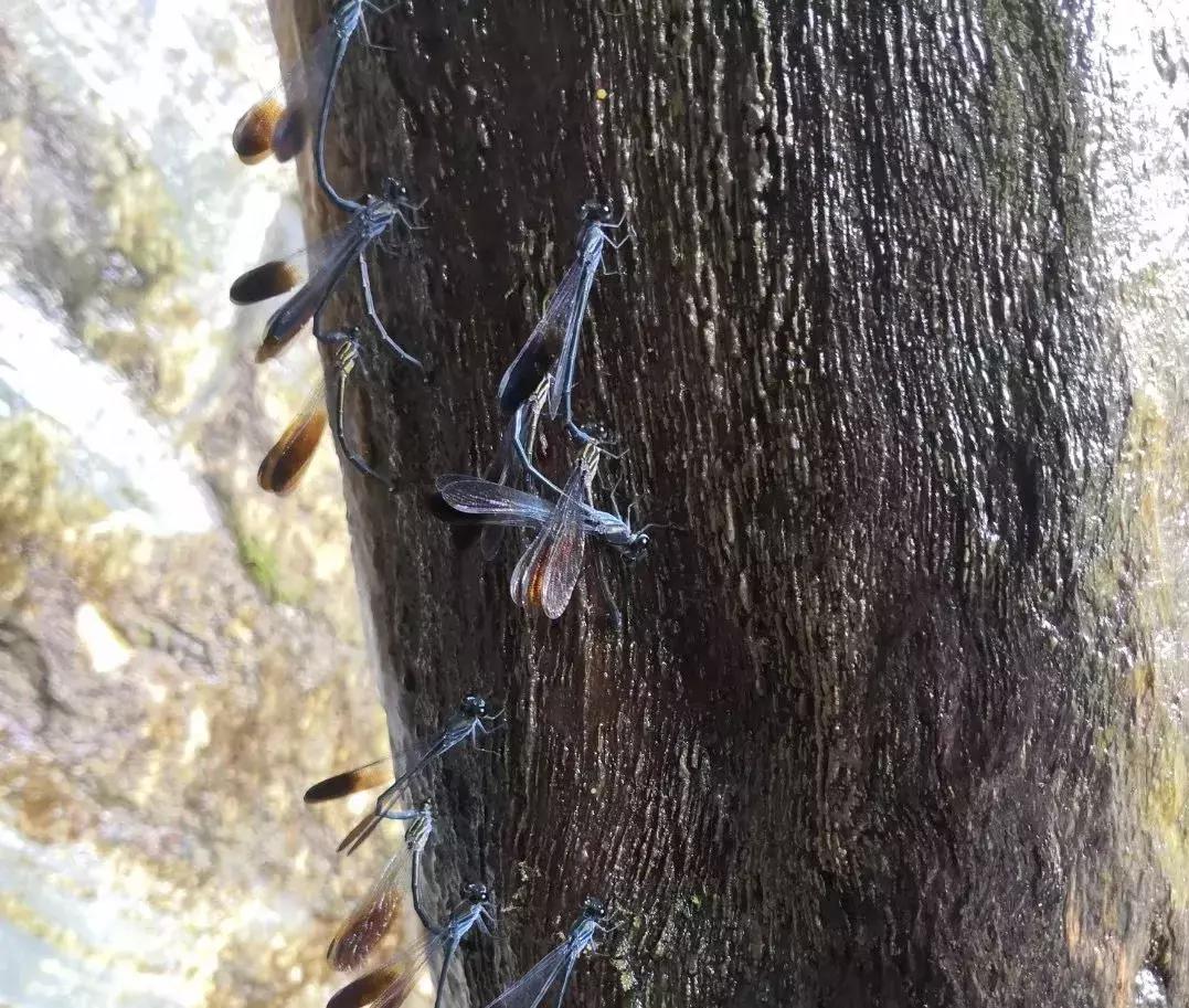 溪降到底在哪里,溪降航拍
