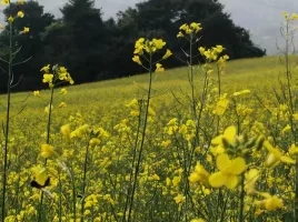 每个人记忆中的姥姥,你们记忆中的姥姥是什么样的