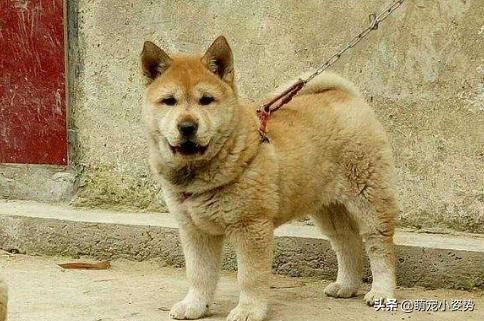 土狗为啥不用遛,为什么土狗不训练就看家