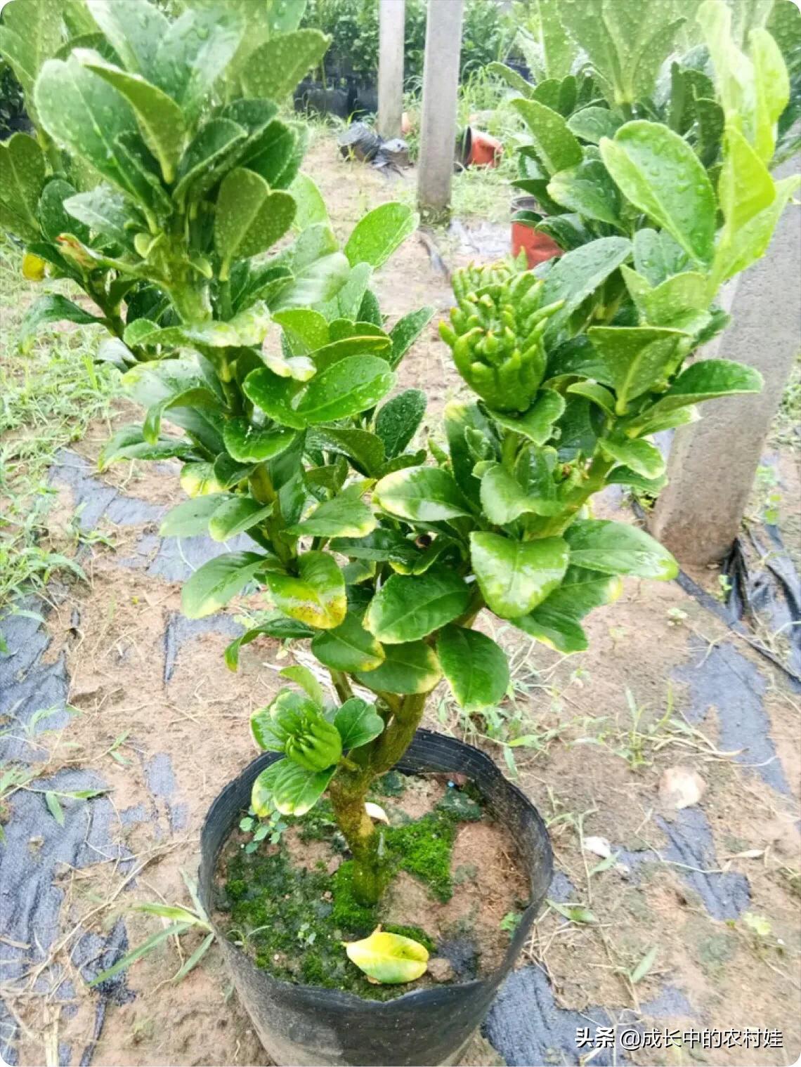 它像水母，更像佛像之手，拥有数不清的手指头