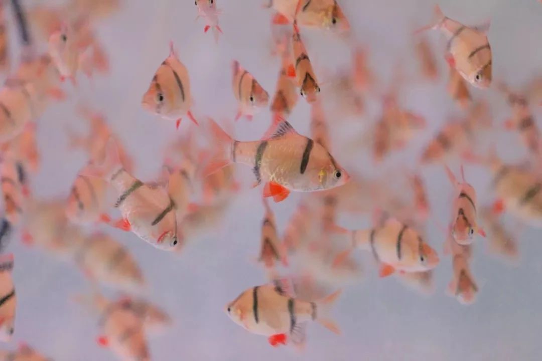 深圳10大旅游好去处,深圳盐田区周末休闲浪漫好去处