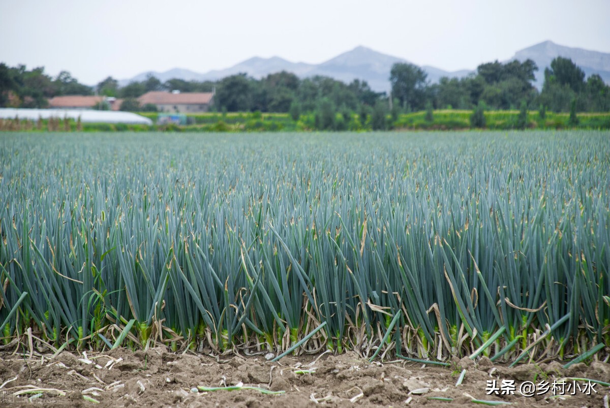 菜农种蔬菜最怕什么,蔬菜种植最怕什么